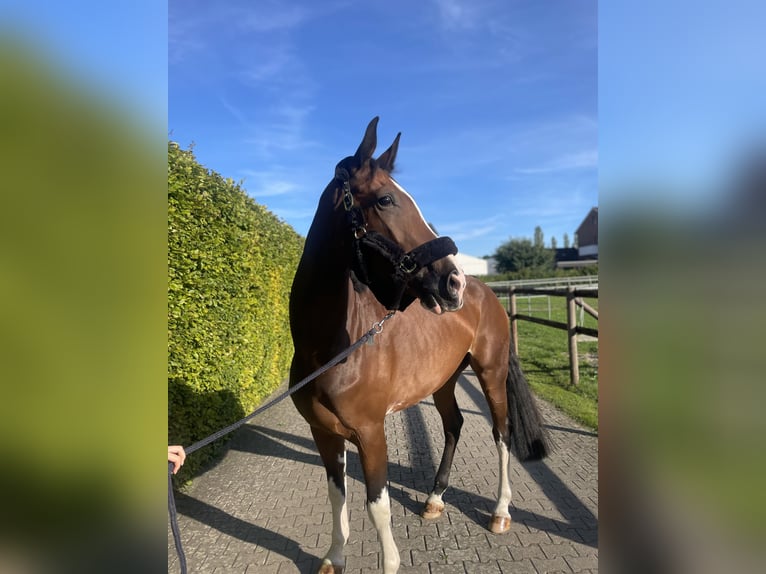 Hanoverian Mare 5 years 17,1 hh Brown in Melle