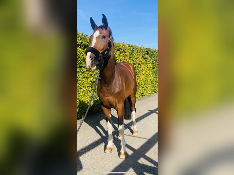 Hanoverian Mare 5 years 17,1 hh Brown in Melle