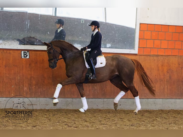 Hanoverian Mare 5 years 17.1 hh Chestnut in Brest