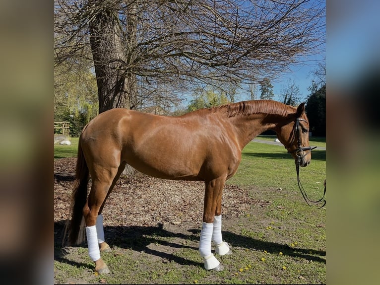 Hanoverian Mare 5 years 17.1 hh Chestnut-Red in Hamm
