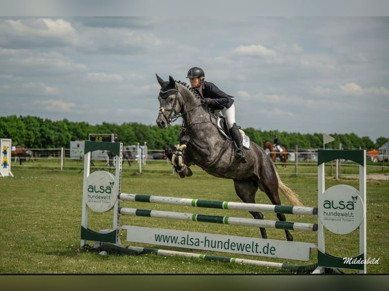 Hanoverian Mare 5 years 17,1 hh Gray in Esens