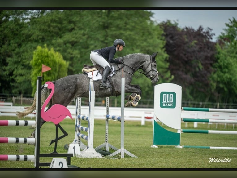 Hanoverian Mare 5 years 17,1 hh Gray in Esens