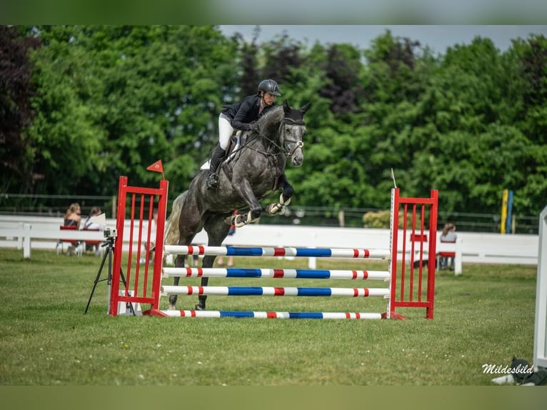 Hanoverian Mare 5 years 17,1 hh Gray in Esens