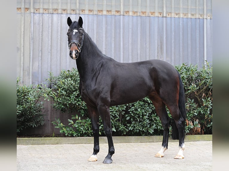 Hanoverian Mare 5 years 17,1 hh Smoky-Black in Freren