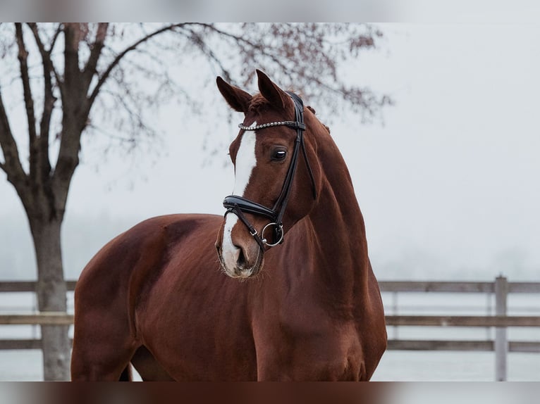 Hanoverian Mare 5 years 17.2 hh Chestnut-Red in Riedstadt