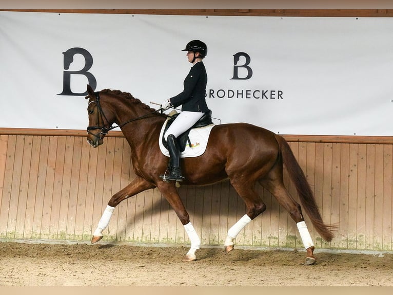 Hanoverian Mare 5 years 17.2 hh Chestnut-Red in Riedstadt