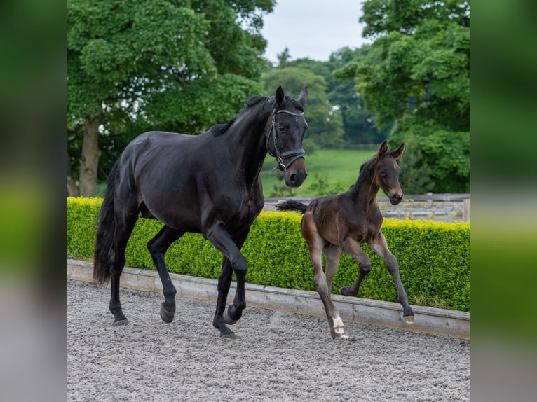 Hanoverian Mare 5 years 17 hh Bay-Dark in Thirsk