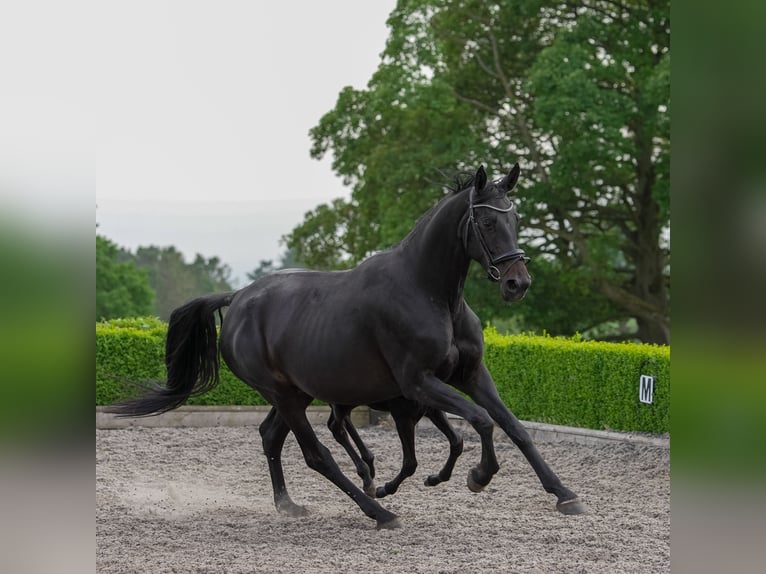 Hanoverian Mare 5 years 17 hh Bay-Dark in Thirsk
