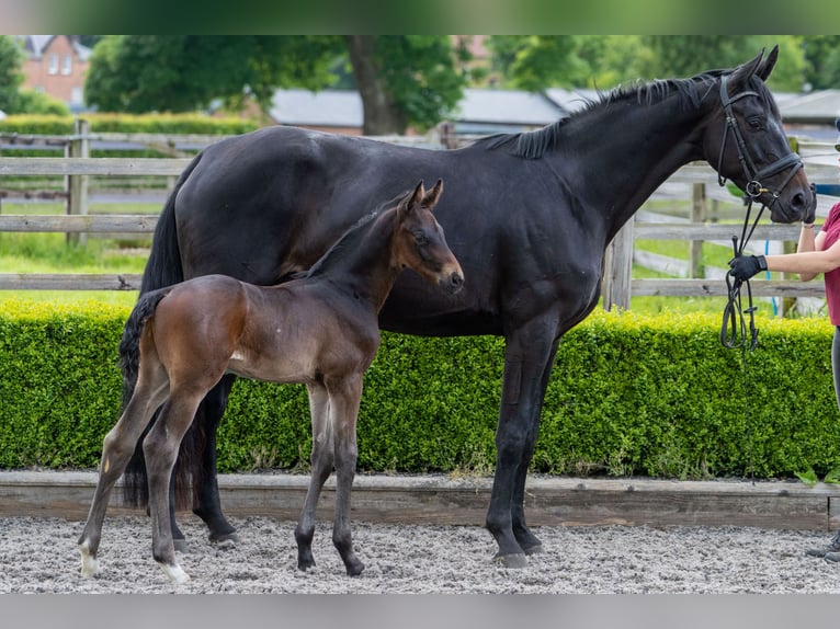Hanoverian Mare 5 years 17 hh Bay-Dark in Thirsk