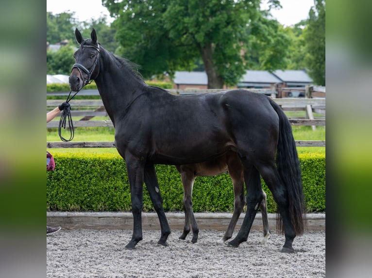 Hanoverian Mare 5 years 17 hh Bay-Dark in Thirsk