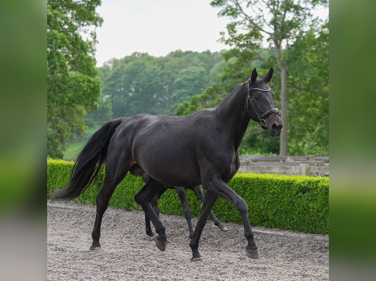 Hanoverian Mare 5 years 17 hh Bay-Dark in Thirsk