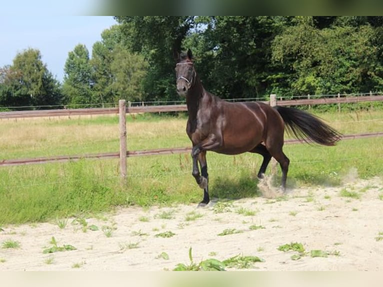 Hanoverian Mare 5 years 17 hh Bay-Dark in Hamersen