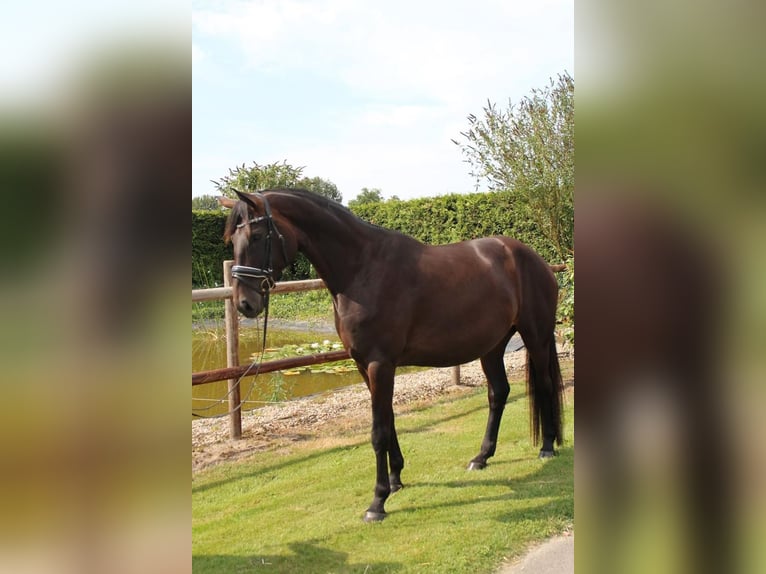 Hanoverian Mare 5 years 17 hh Bay-Dark in Hamersen