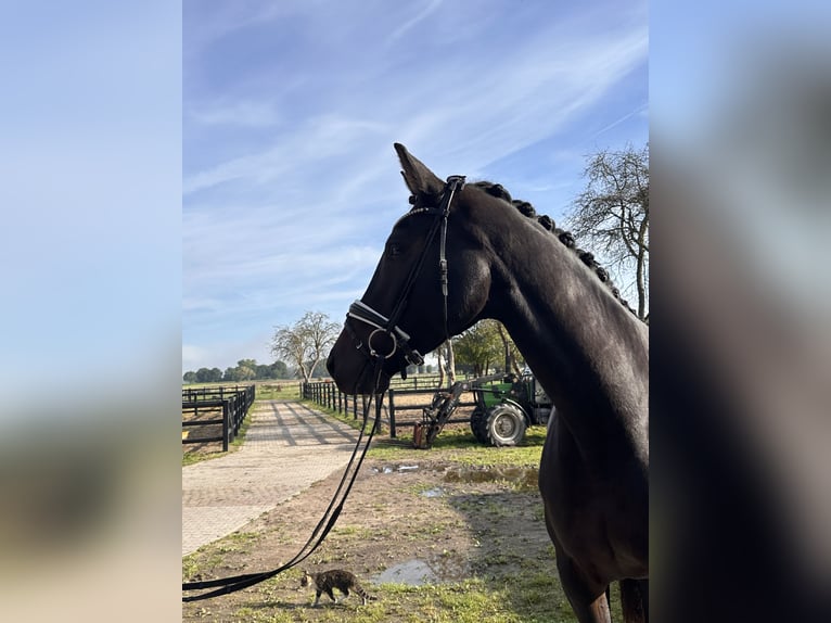 Hanoverian Mare 5 years 17 hh Bay-Dark in Bleckede