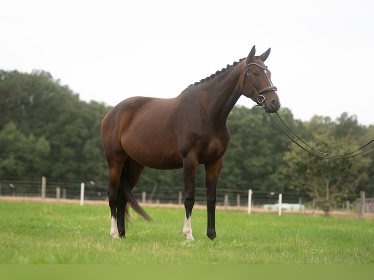 Hanoverian Mare 5 years 17 hh Bay-Dark in Westergellersen