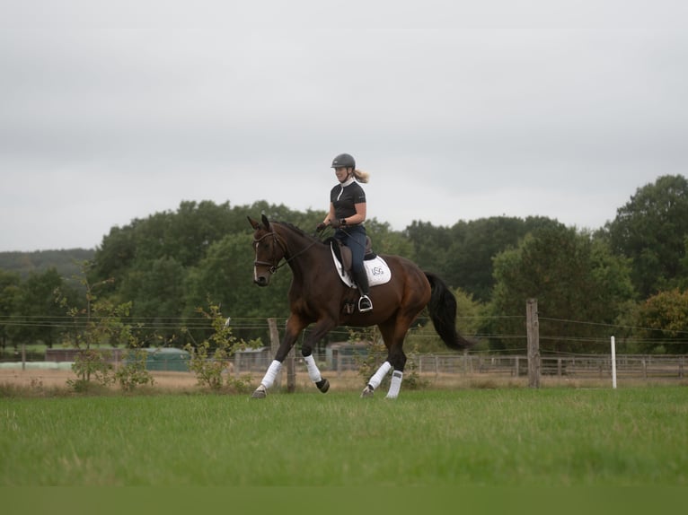 Hanoverian Mare 5 years 17 hh Bay-Dark in Westergellersen