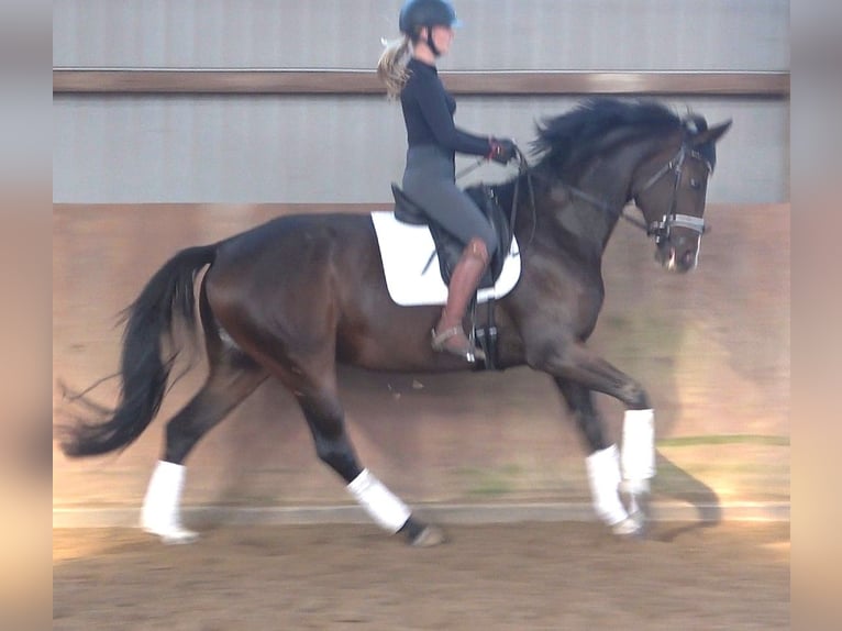 Hanoverian Mare 5 years 17 hh Bay-Dark in Ratekau