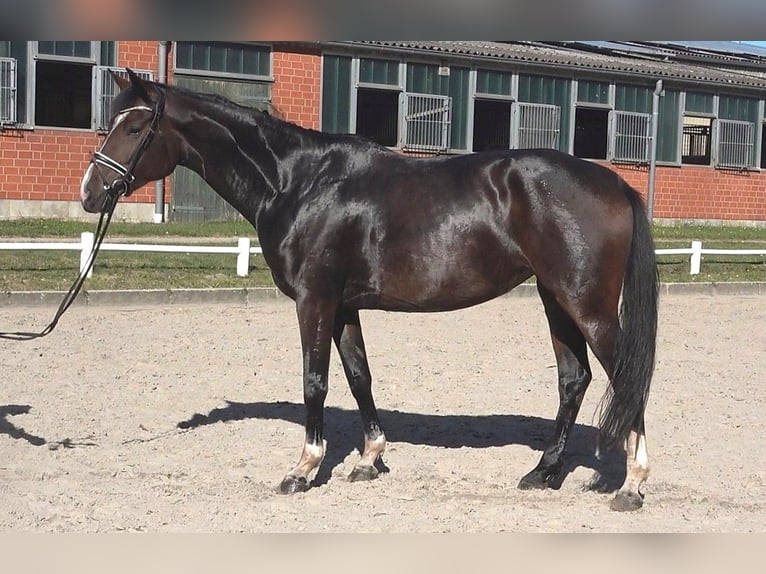 Hanoverian Mare 5 years 17 hh Bay-Dark in Ratekau