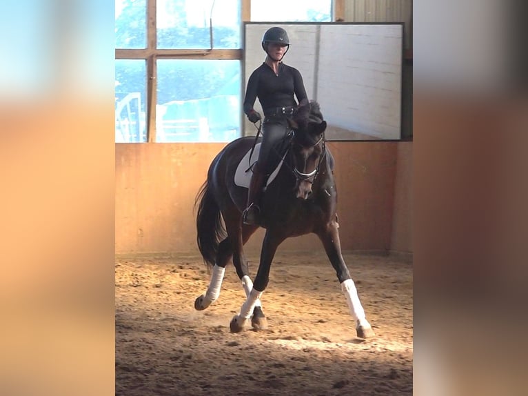 Hanoverian Mare 5 years 17 hh Bay-Dark in Ratekau