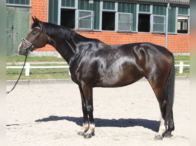 Hanoverian Mare 5 years 17 hh Bay-Dark in Ratekau