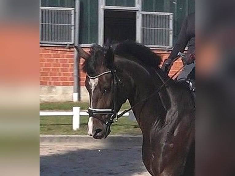 Hanoverian Mare 5 years 17 hh Bay-Dark in Ratekau