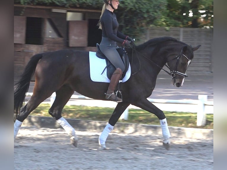 Hanoverian Mare 5 years 17 hh Bay-Dark in Ratekau