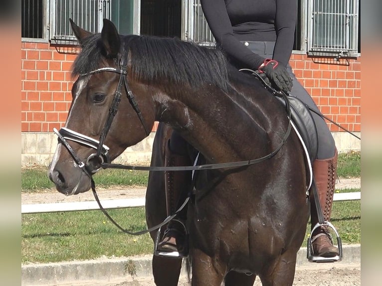 Hanoverian Mare 5 years 17 hh Bay-Dark in Ratekau