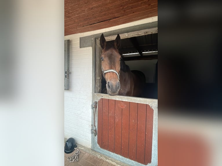Hanoverian, Mare, 5 years, 17 hh, Bay-Dark