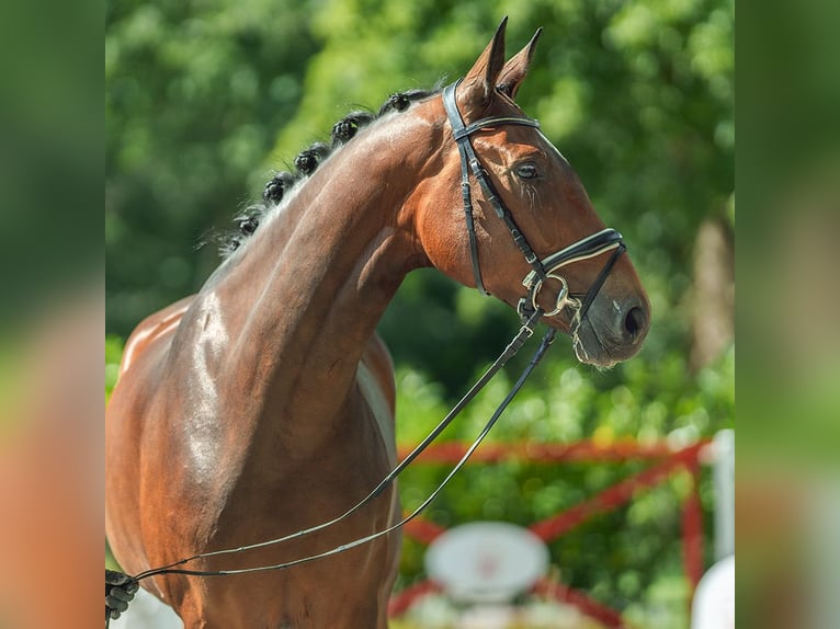 Hanoverian Mare 5 years 17 hh Bay-Dark in Münster