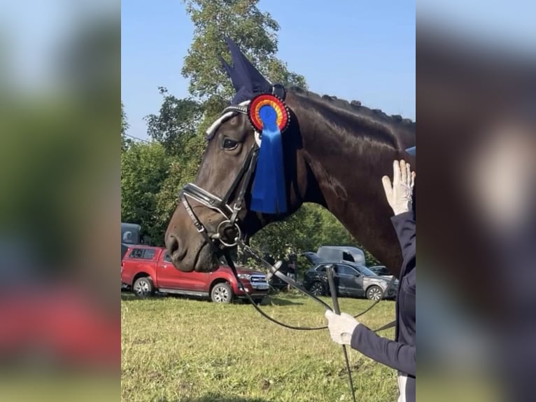 Hanoverian Mare 5 years 17 hh Bay-Dark in Sankt Wendel