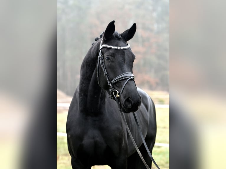 Hanoverian Mare 5 years 17 hh Black in Klötze