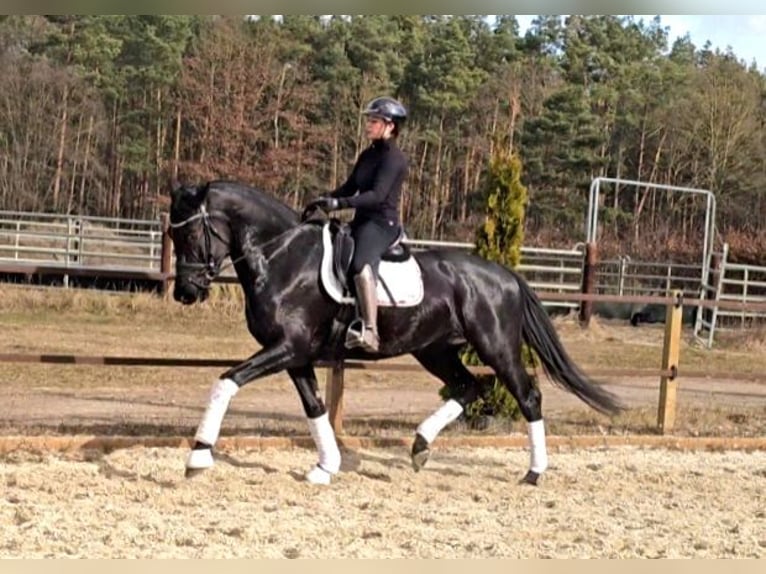 Hanoverian Mare 5 years 17 hh Black in Klötze