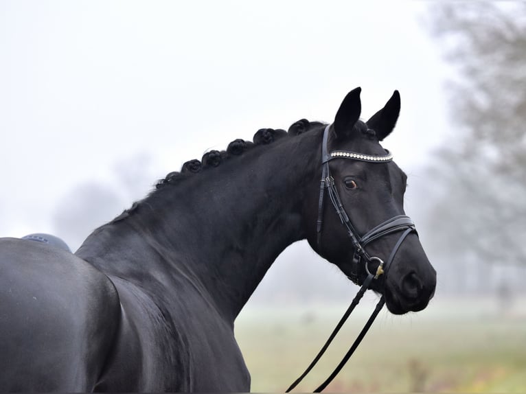 Hanoverian Mare 5 years 17 hh Black in Klötze