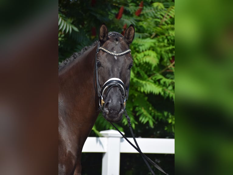 Hanoverian Mare 5 years 17 hh Black in D&#xE4;tgen