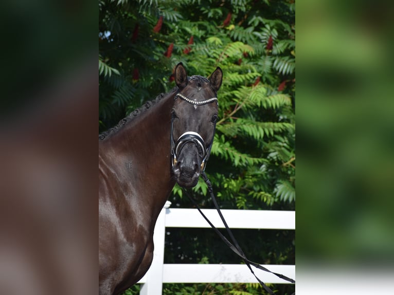 Hanoverian Mare 5 years 17 hh Black in D&#xE4;tgen