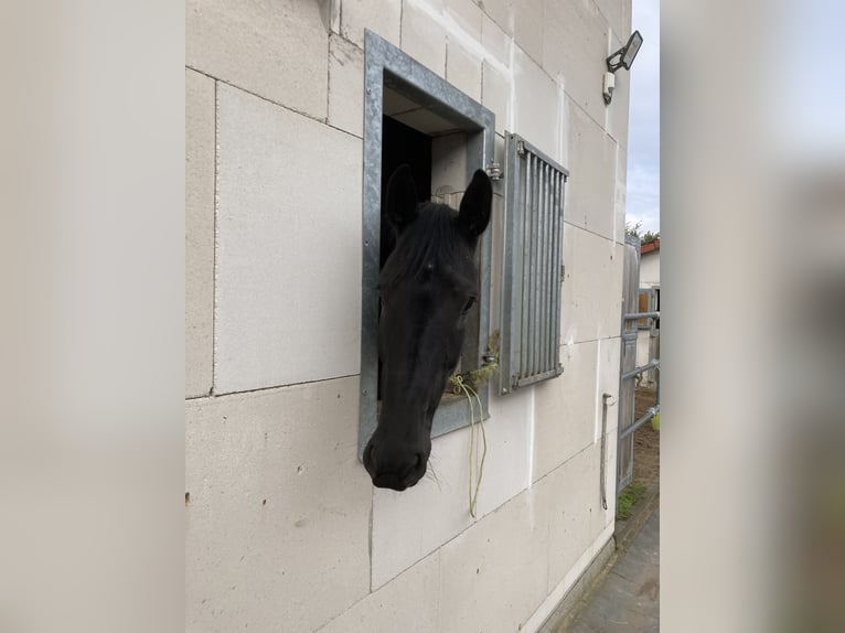 Hanoverian Mare 5 years 17 hh Black in W&#xFC;rzburg
