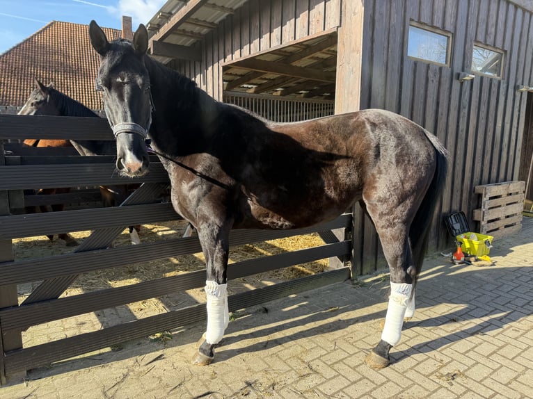 Hanoverian Mare 5 years 17 hh Black in Müden (Aller)