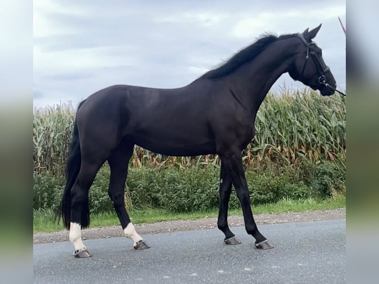 Hanoverian Mare 5 years 17 hh Black in Schwarme