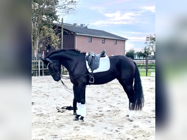 Hanoverian Mare 5 years 17 hh Black in Schwarme