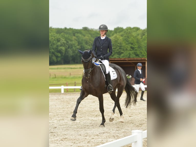 Hanoverian Mare 5 years 17 hh Black in Wriedel