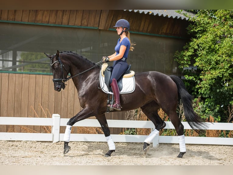 Hanoverian Mare 5 years 17 hh Black in Zoelen