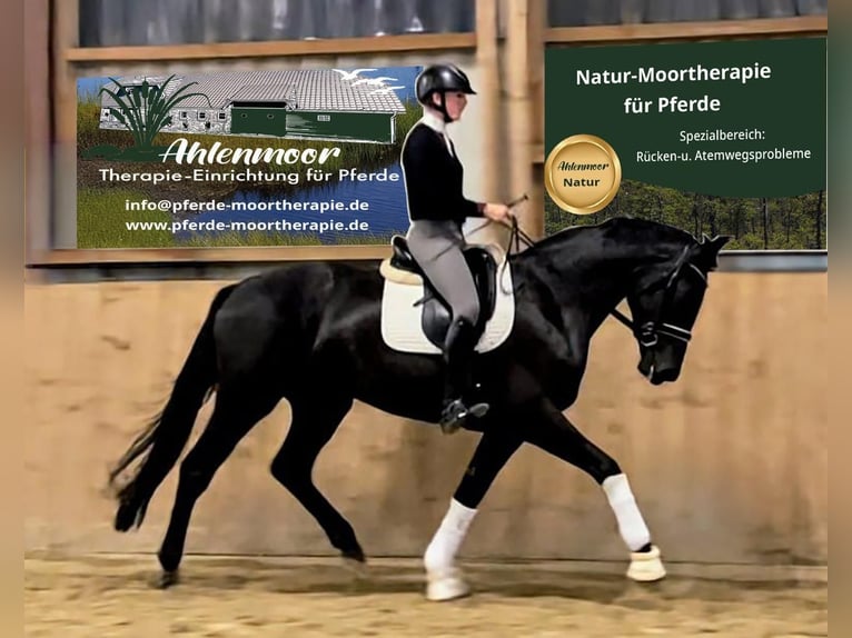 Hanoverian Mare 5 years 17 hh Black in Wanna