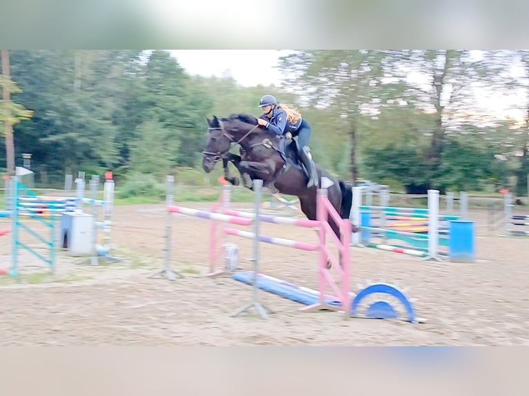 Hanoverian Mare 5 years 17 hh Black in Wanna