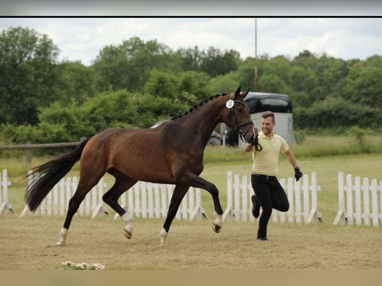 Hanoverian Mare 5 years 17 hh Brown in Neustadt am Rübenberge
