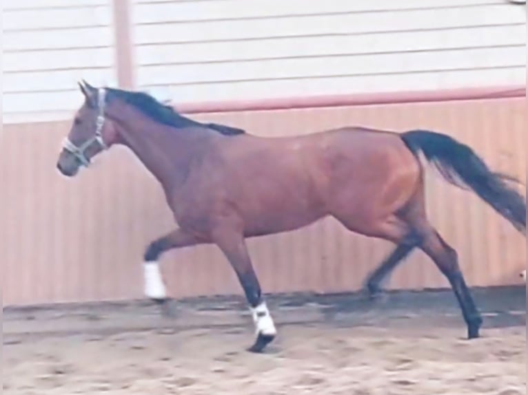 Hanoverian Mare 5 years 17 hh Brown in Müden (Aller)