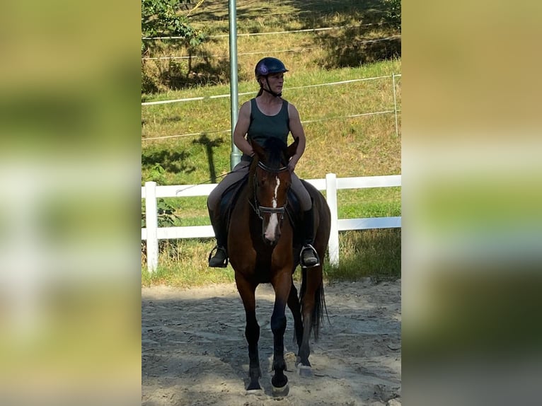 Hanoverian Mare 5 years 17 hh Brown in Müden (Aller)