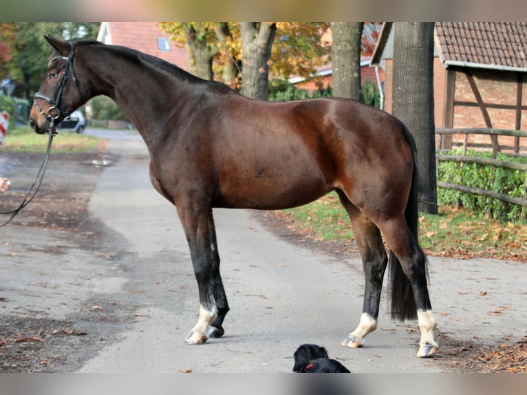 Hanoverian Mare 5 years 17 hh Brown in Kutenholz