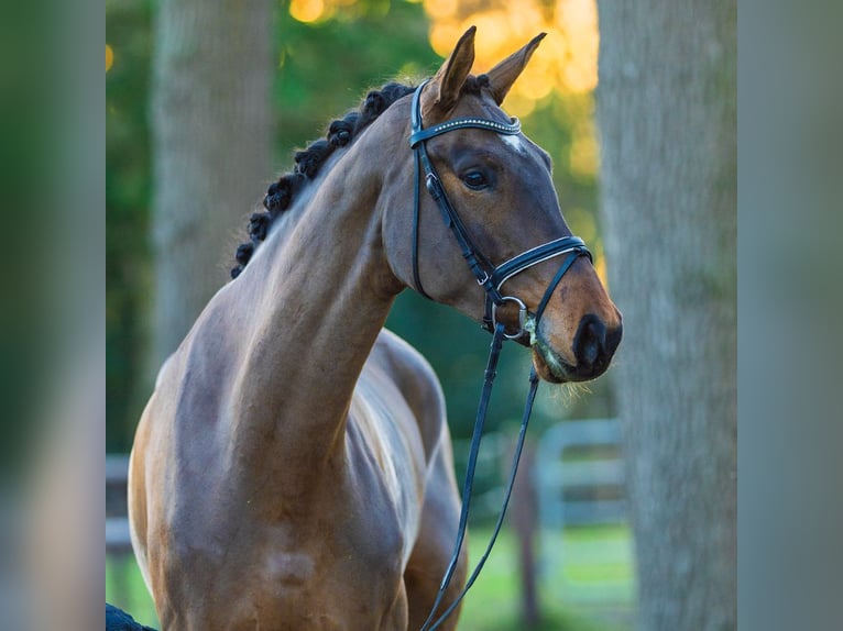 Hanoverian Mare 5 years 17 hh Brown in Münster-Handorf