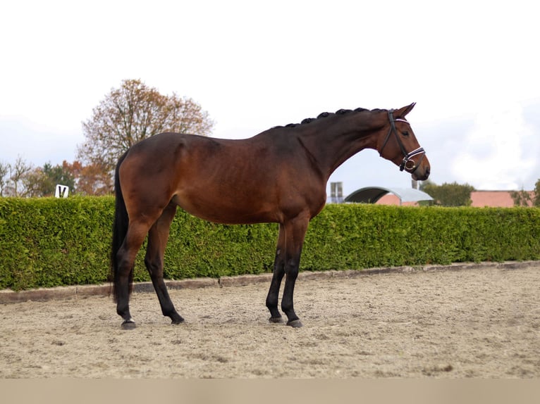 Hanoverian Mare 5 years 17 hh Brown in Tiddische
