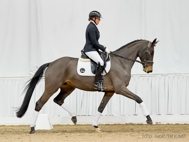 Hanoverian Mare 5 years 17 hh Brown in Verden